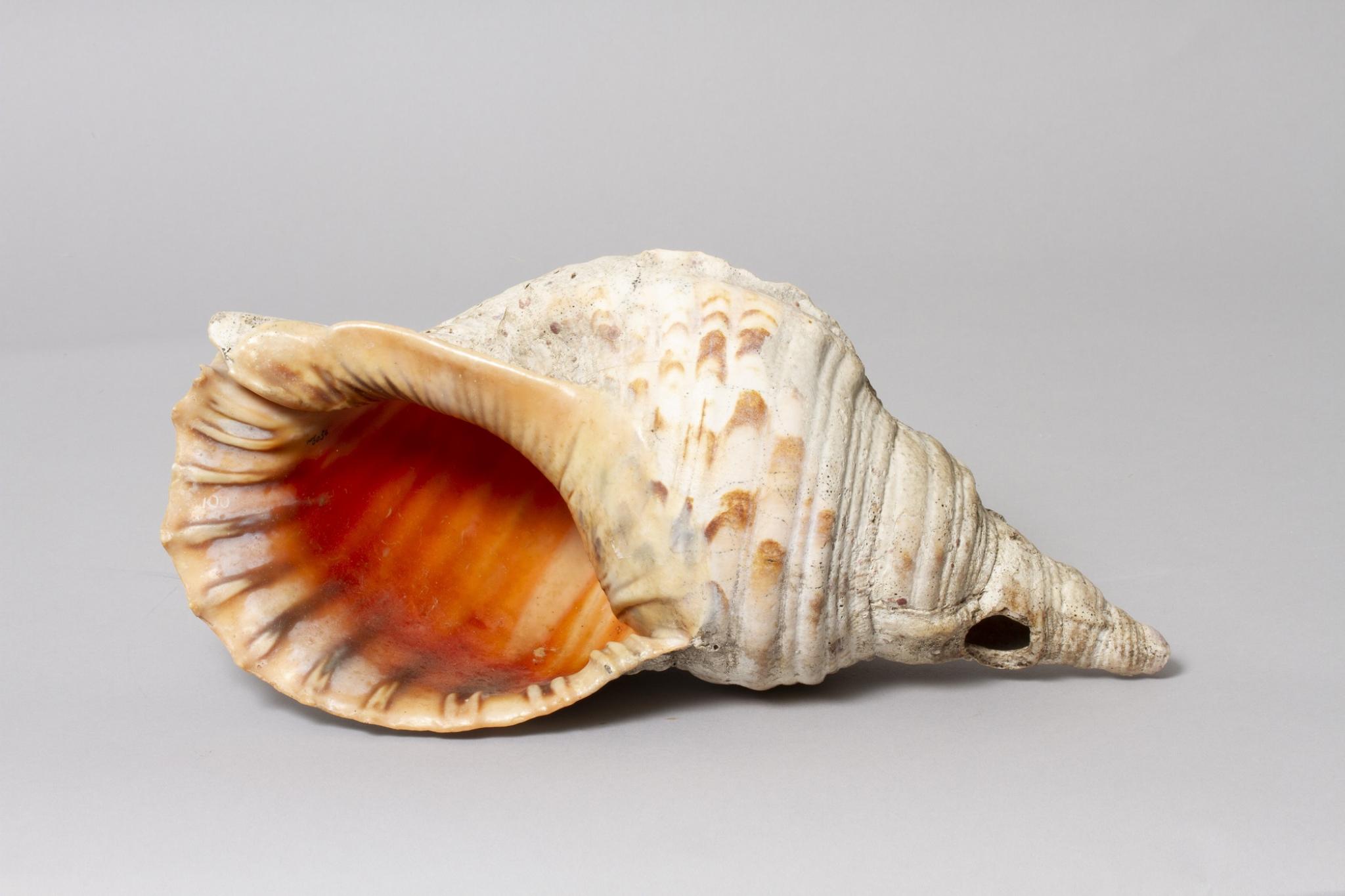 Conch shell (Charonia tritonis) trumpet  Tikopia Island, Solomon Islands, 1952-53 Acc. 513