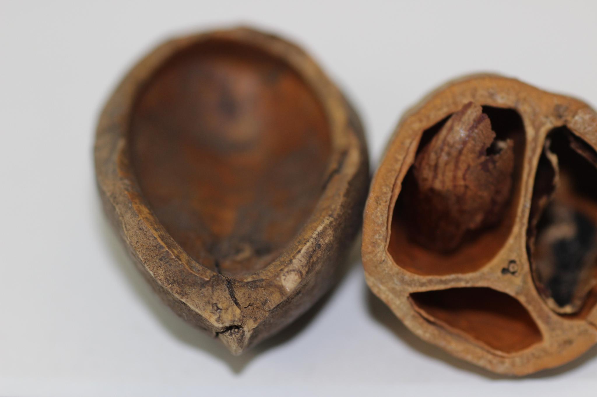 Seed, Burseraceae Canarium indicum (Galip Tree) m134