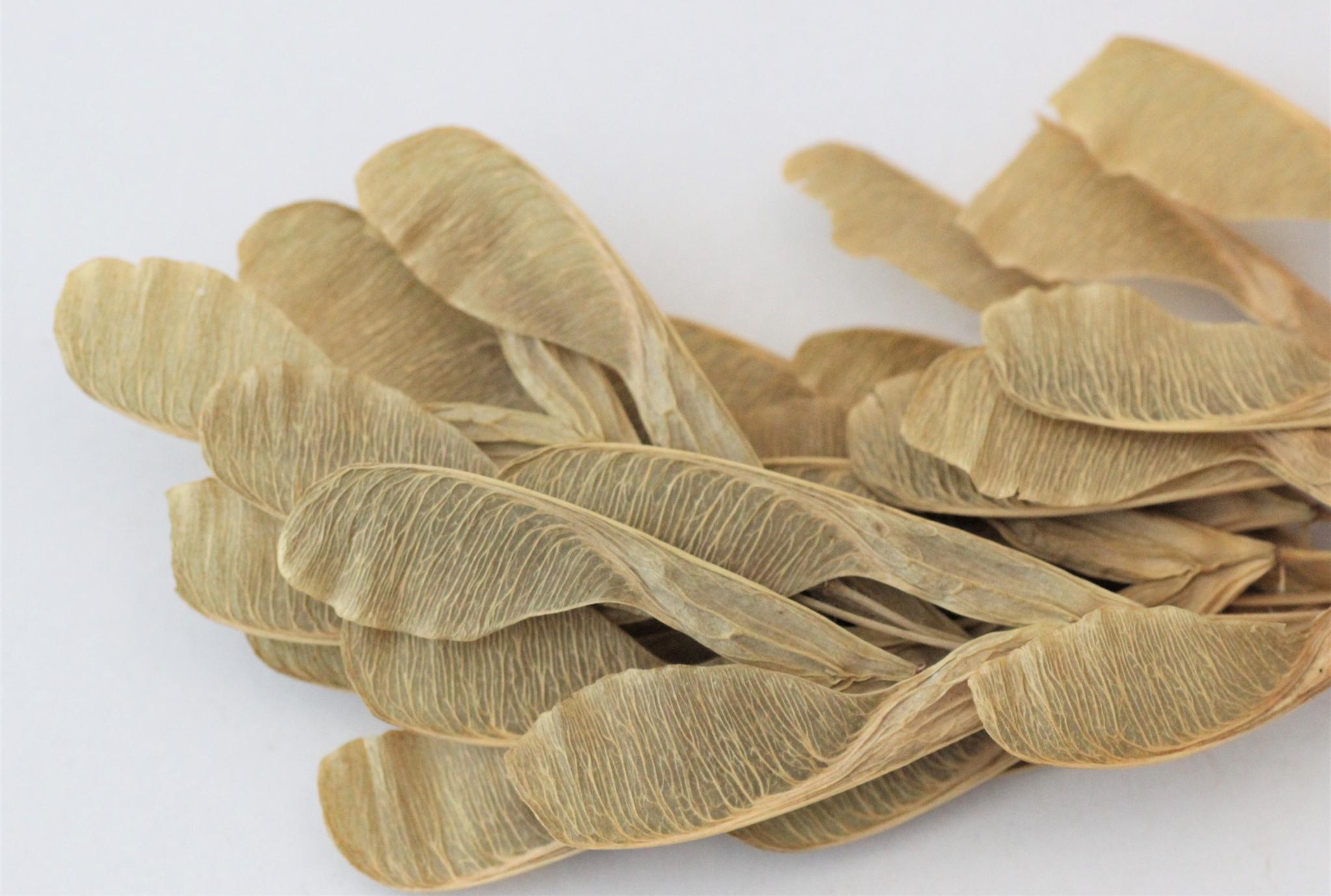 Seed, Aceraceae Acer negundo (Box elder) m440