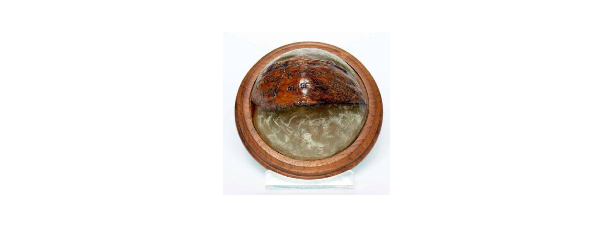 Coconut husk with message from Lieutenant John F. Kennedy carved on surface (Courtesy John F. Kennedy Presidential Library and Museum)