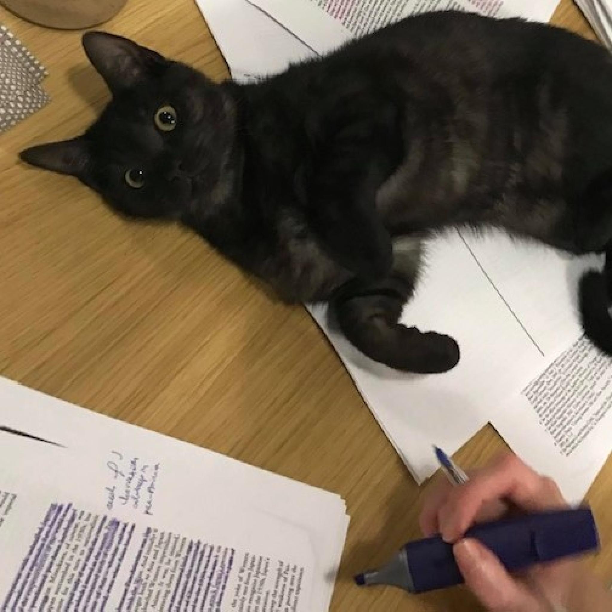 Alison and Liquorice studying together (Photo Supplied)