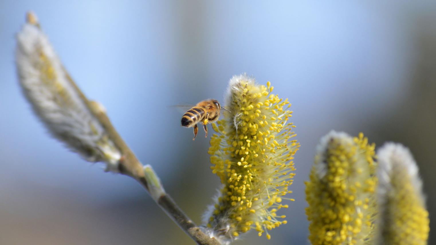 Bee and pollen A bee hovering before a flower